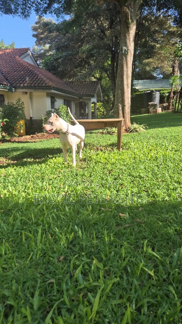 1+ year Male Purebred Dogo Argentino - thumbnail 3