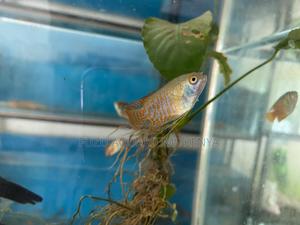 Peaceful Beautiful – Male Dwarf Gourami - thumbnail 2
