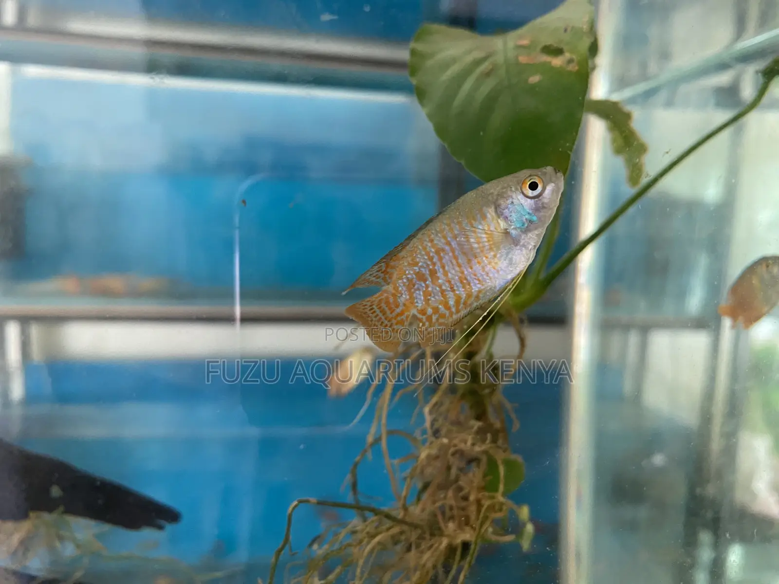 Male Dwarf Gourami – Hardy, Colorful, and Easy to Care For