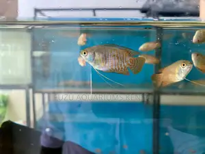 Brilliant Male Dwarf Gourami – Small Fish, Big Personality