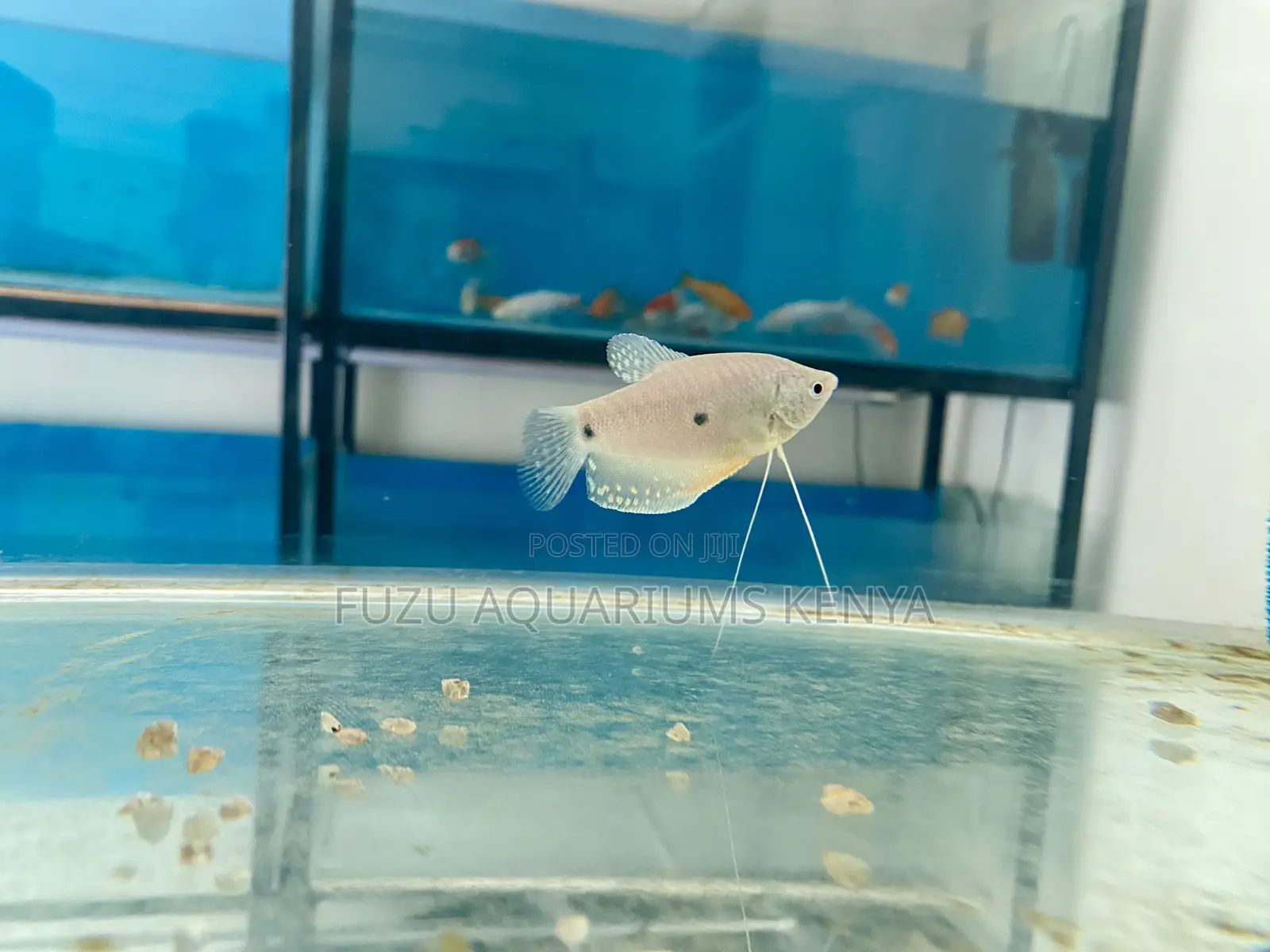 Three-Spot Gourami – Graceful, Hardy Eye-Catching!