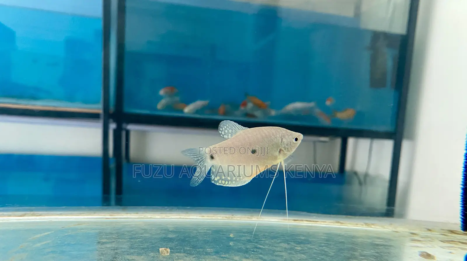 Add a Touch of Elegance With 3-Spot Gourami Fish