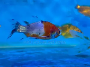 Beautiful Goldfish for Sale – Brighten Your Aquarium