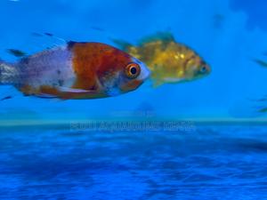 Classic Goldfish – A Favorite for All Fish Lovers - thumbnail 2