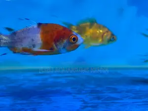 Classic Goldfish – A Favorite for All Fish Lovers