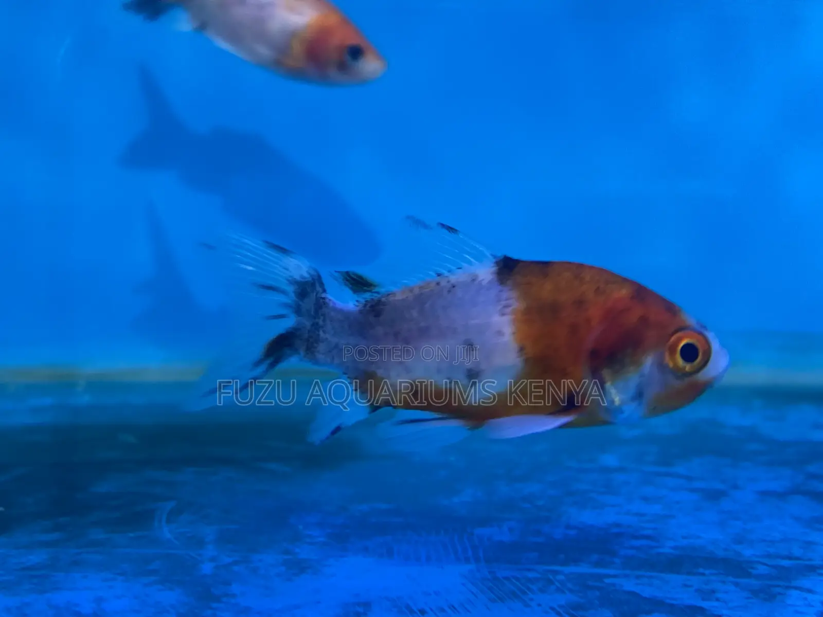 Healthy Goldfish – Perfect for Beginners