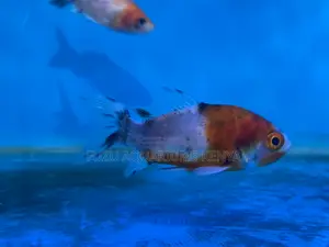 Healthy Goldfish – Perfect for Beginners