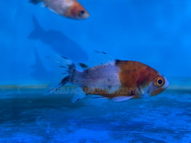 Healthy Goldfish – Perfect for Beginners