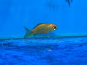 Colorful Goldfish – Easy to Care For - thumbnail 2