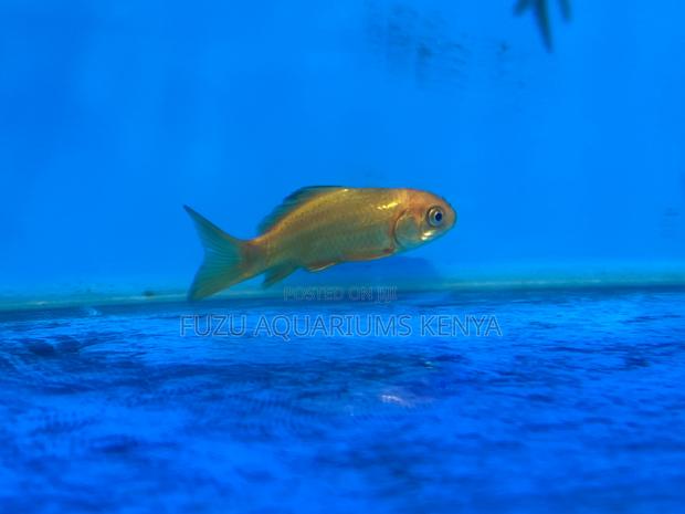 Colorful Goldfish – Easy to Care For - main view