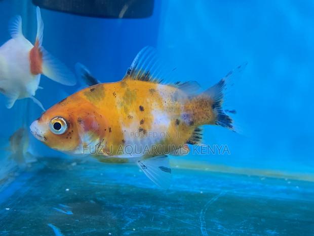 Peaceful Goldfish – Great for Community Tanks - main view