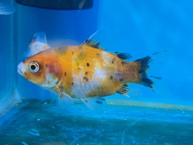 Fancy Goldfish for Freshwater Aquariums - main view