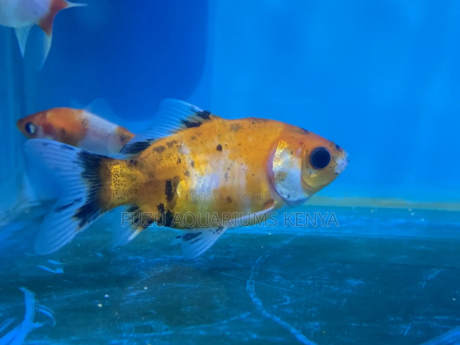 Goldfish – Hardy and Long-Living Aquarium Pet