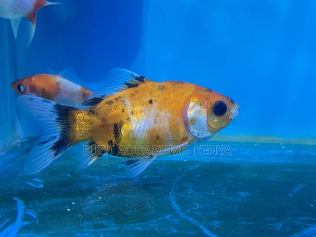 Goldfish – Hardy and Long-Living Aquarium Pet