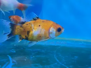 Live Goldfish – Healthy and Ready for a New Tank