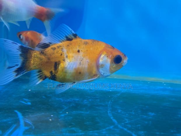 Live Goldfish – Healthy and Ready for a New Tank
