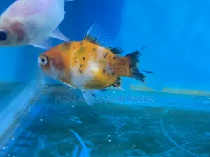 Lively Goldfish – A Joy to Watch Swim