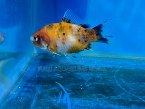 Bright and Bold Goldfish for Your Tank - thumbnail 2