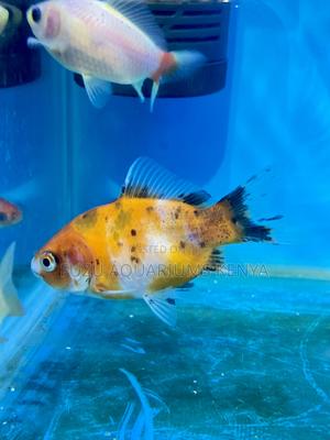 Beginner-Friendly Goldfish – Low Maintenance - thumbnail 2