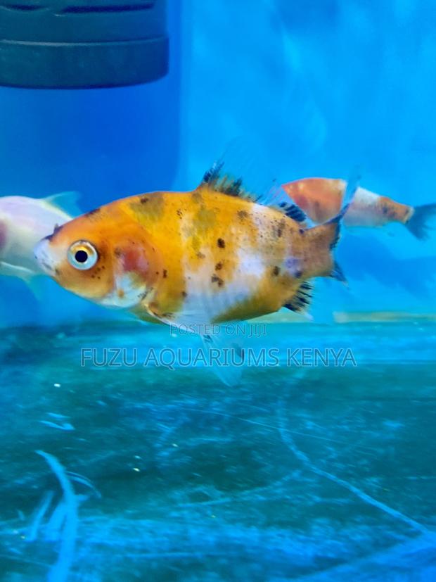 Goldfish With Personality – Add Life to Your Aquarium