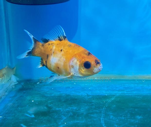 Quality Goldfish – Handpicked and Healthy - main view