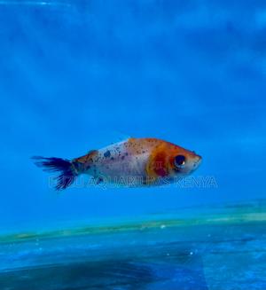 Goldfish – Perfect Starter Fish for Kids - thumbnail 2