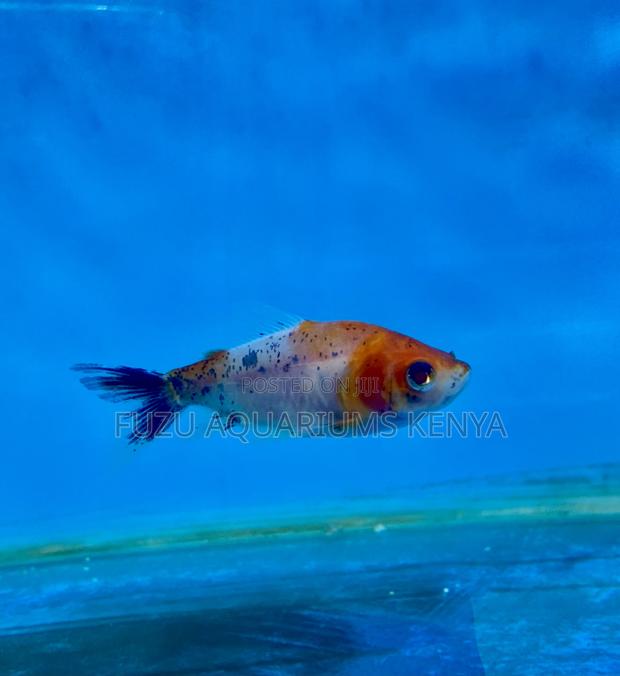 Goldfish – Perfect Starter Fish for Kids - main view