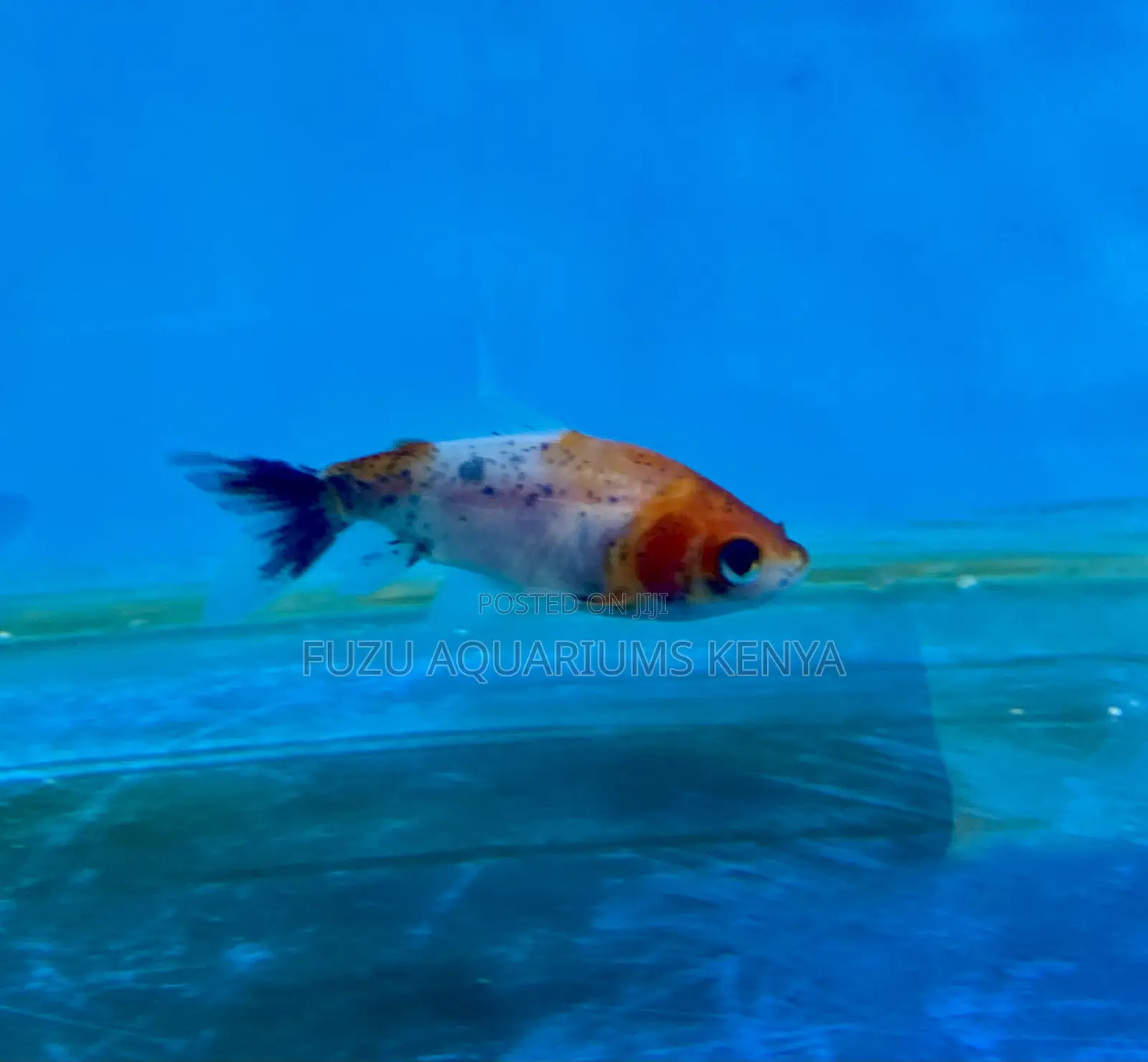 Charming Goldfish for Planted Tanks