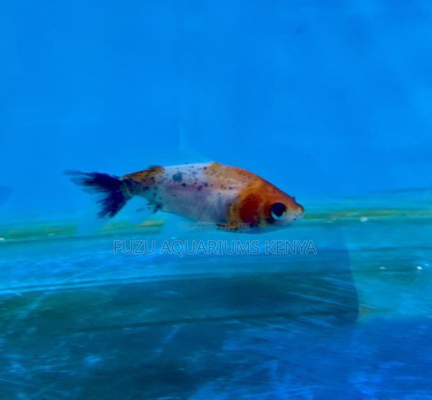 Charming Goldfish for Planted Tanks - main view