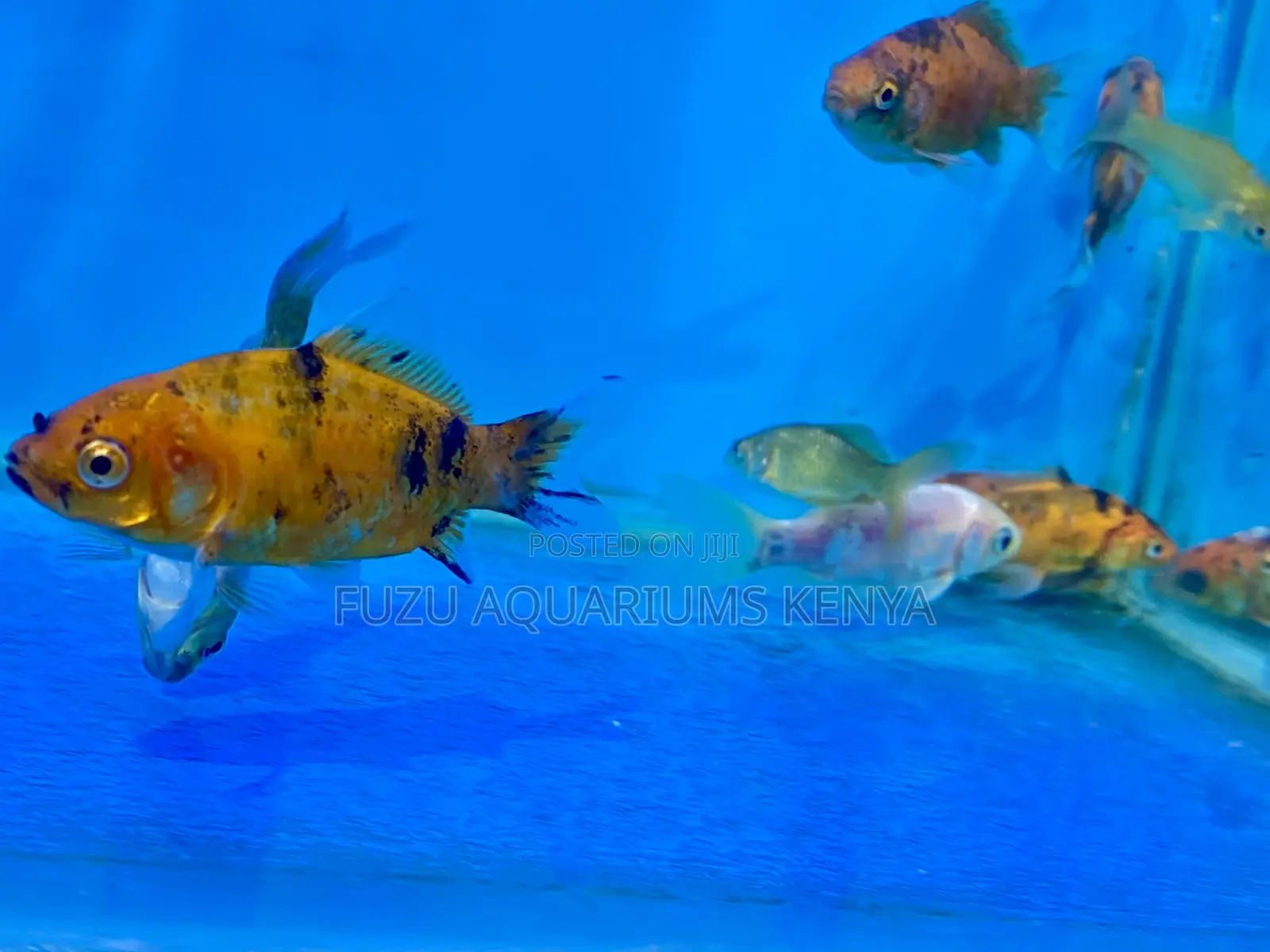 Hardy Goldfish for Freshwater Tanks