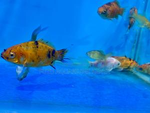 Hardy Goldfish for Freshwater Tanks - thumbnail 2