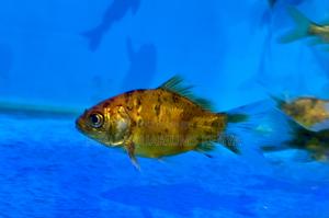 Goldfish – Ideal for Medium to Large Aquariums - thumbnail 2