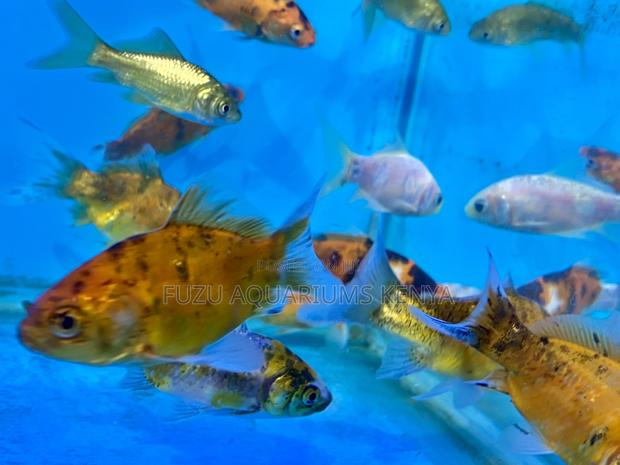 Captivating Goldfish – Simple Elegant - main view