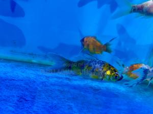 Long-Lived Goldfish – Raise and Watch Them Grow - thumbnail 2