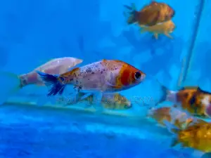 Goldfish – A Gentle Addition to Your Tank