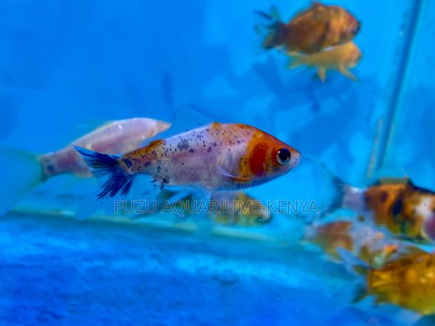 Goldfish – A Gentle Addition to Your Tank