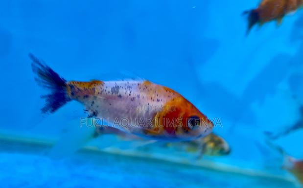 Lively Goldfish – Loved by Kids and Adults