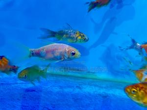 Peaceful Goldfish for Any Setup - thumbnail 2