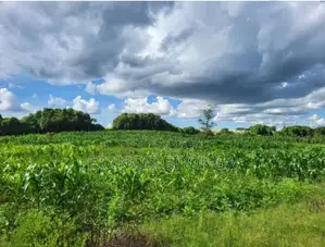 Kitengela Enkasiti Area - Next to Riverine 4 Quarte Acres