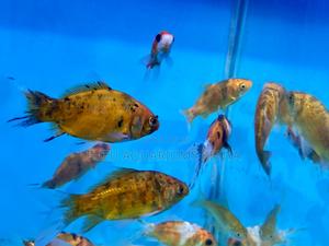 Elegant Goldfish for a Serene Aquarium - thumbnail 2