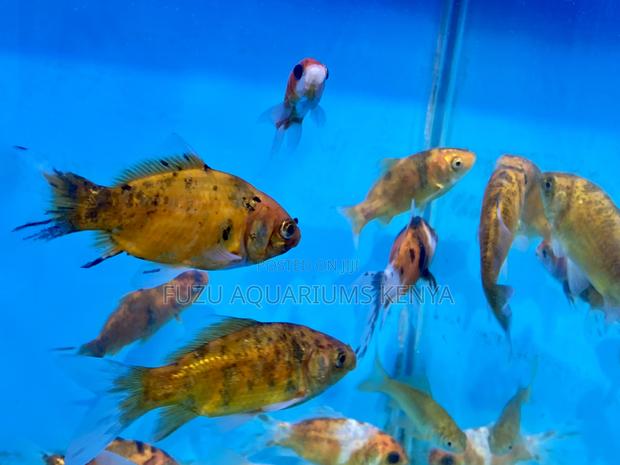 Elegant Goldfish for a Serene Aquarium - main view