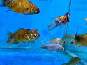 Low-Maintenance Goldfish – Just Add Water - thumbnail 2