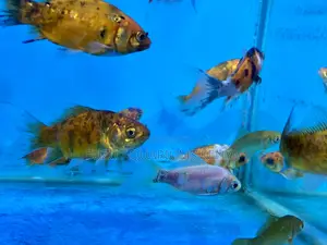 Low-Maintenance Goldfish – Just Add Water