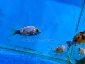 Simple, Stunning, and Stress-Free Goldfish - thumbnail 2