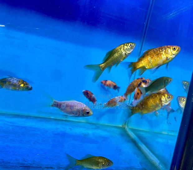 Budget-Friendly Goldfish – Great Value - main view