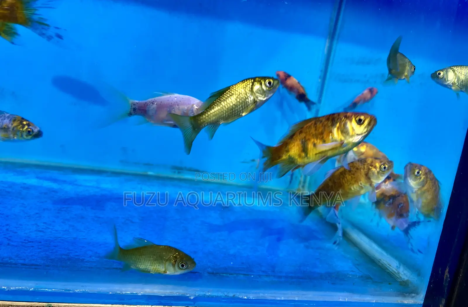 Goldfish – The Original Aquatic Pet