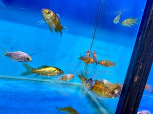 Bright Orange Goldfish – Easy to Care For - thumbnail 2