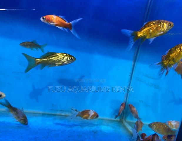 Fancy Goldfish – Add Variety and Flair