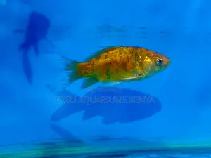 Vibrant Goldfish – Eye-Catching Swimmers
