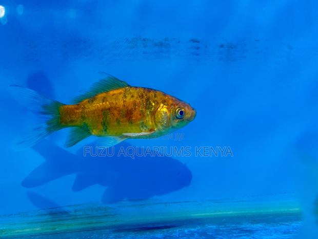Goldfish – A Classic Choice for Any Hobbyist - main view